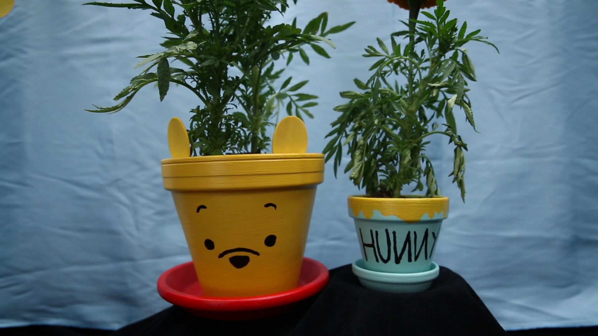 Video | Winnie the Pooh