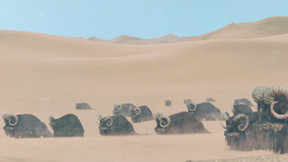 Bantha