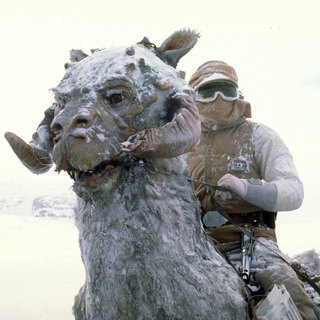 Tauntaun