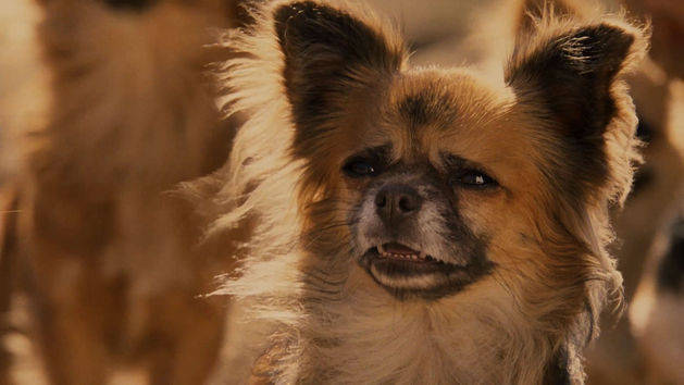 Beverly Hills Chihuahua film series - Wikipedia