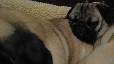 pug snoring mishka the talking husky disney pug snoring mishka the talking husky disney
