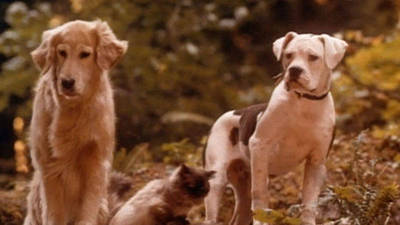 Homeward Bound Dog Rescue Pets Homeward Bound Dog Rescue Pets