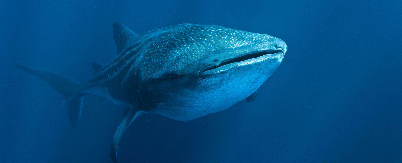 Oceans Gallery Disneynature