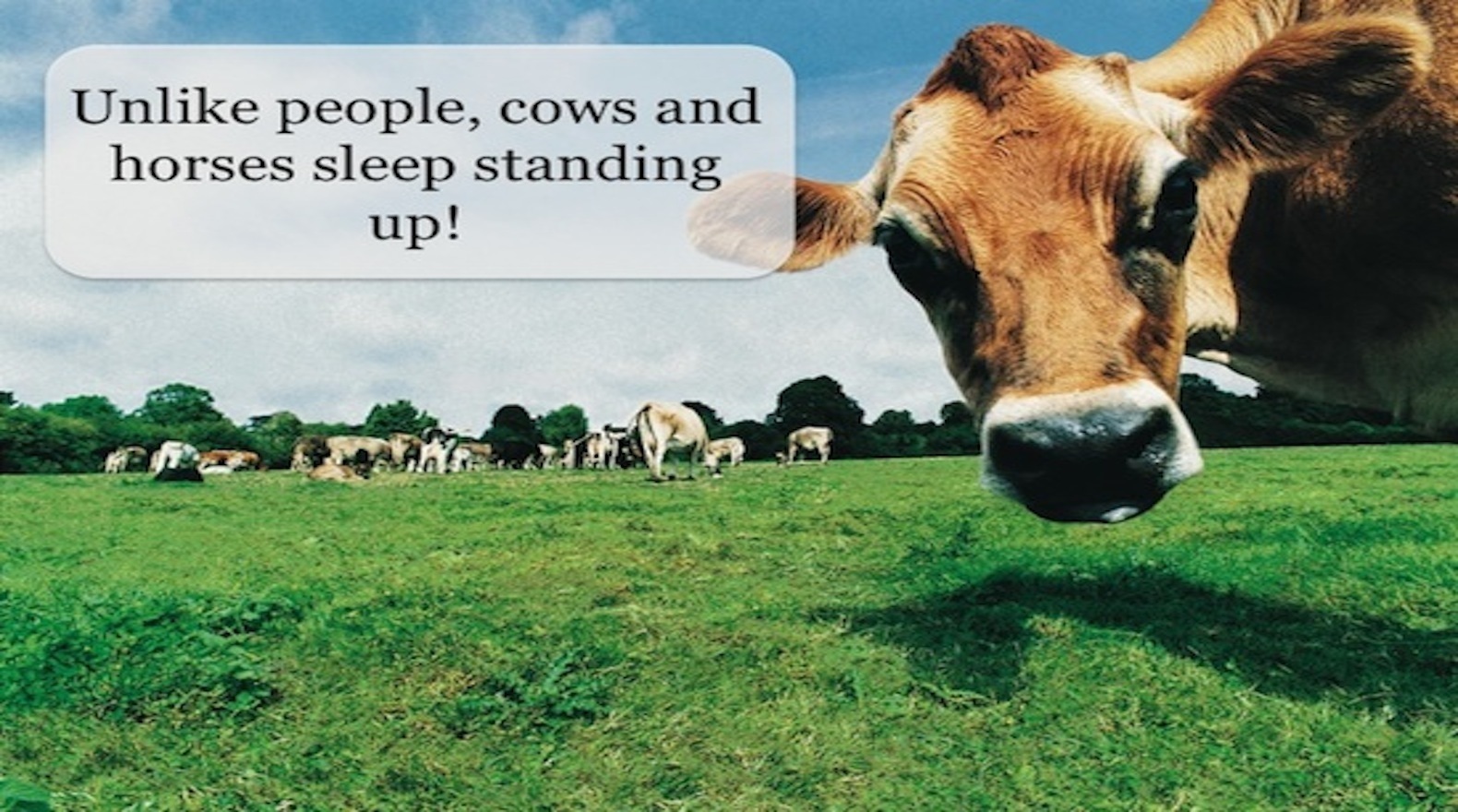 Wacky Nature Facts Gallery Disney Channel