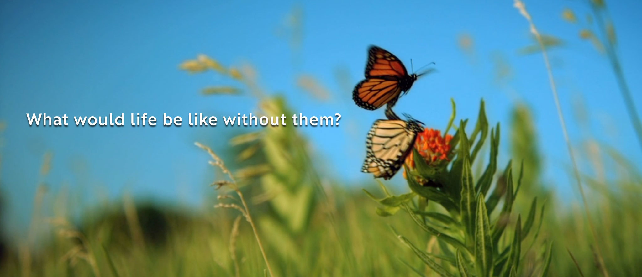 Wings of Life Disneynature